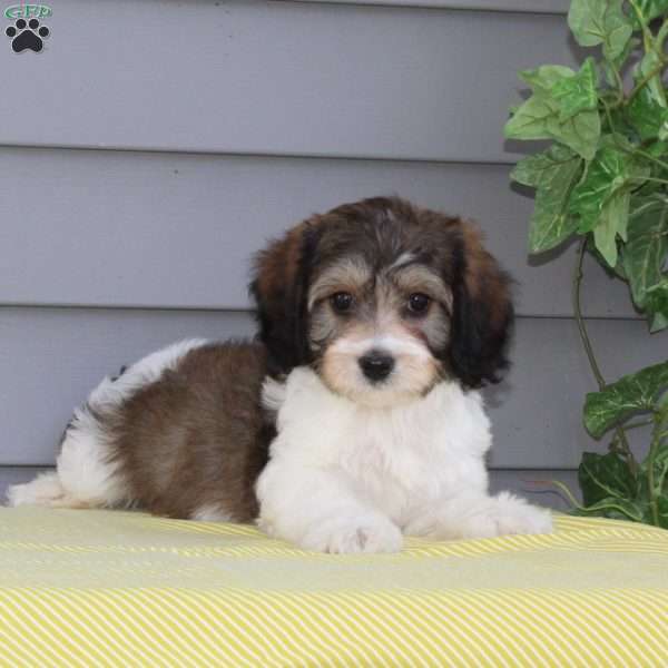 Falcon, Cavachon Puppy